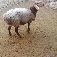 فروش بره چینی مناسب قوچ و پلوار|حیوانات مزرعه|بیرجند, |دیوار