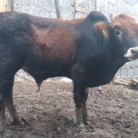 گوساله نر