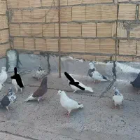 کفتر|پرنده|قم, علی آباد سعدگان|دیوار