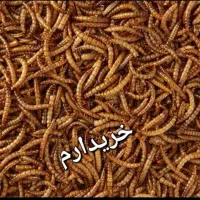 میلورم خشک