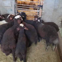 گوسفند داشتی همراه با بره