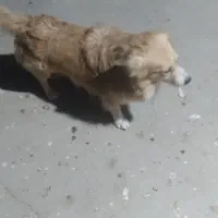 سگ پامر روباهی