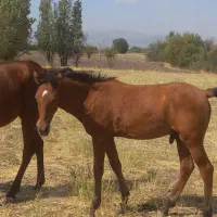 کره اسب نریان