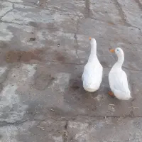 اردک|پرنده|نیشابور, میدون بار|دیوار