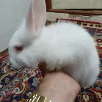بچه خرگوش چشم قرمزی