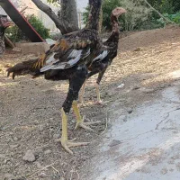 جوجه لاری برزیلی