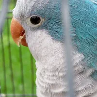 طوطی راهبه نره سخنگو دو ساله