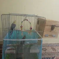 عروس هلندی