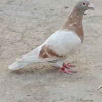 کرم زرد.هلی زرد
