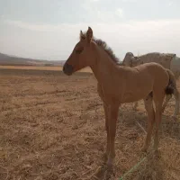 کره اسب ماده