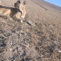 سگ ماده سرابی