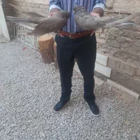 سرور بلند دوکت کاکلی|پرنده|اردکان, |دیوار