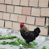 یک عدد خروس جوان