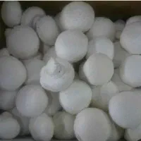 پخش عمده قارچ