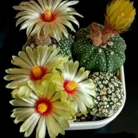 فروش کاکتوس های خاص و کلکسیونی آستریاس