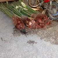 تکریب و در آوردن پاجوش نخل