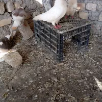۸تاتهرانی‌بالاگردپنجه‌گیر