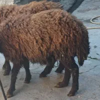 گوسفند برای قربانی یانگهداری