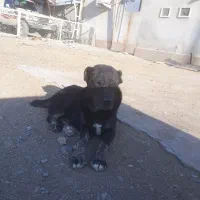 سگ .|سگ|قم, پردیسان|دیوار