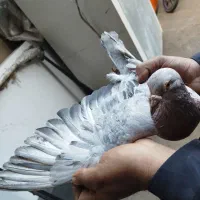 جفت هفت رنگ