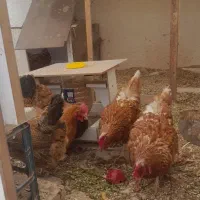 مرغ و خروس
