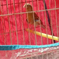 قناری شتری سرخ ماده|پرنده|شیراز, قلات|دیوار
