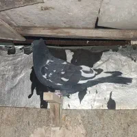 کفتر سینه سیاه|پرنده|فسا, |دیوار