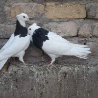 طوقی سرور|پرنده|قم, پردیسان|دیوار