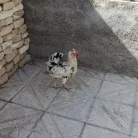 مرغ گلین|حیوانات مزرعه|شیروان (خراسان), |دیوار