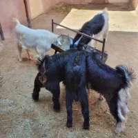 کهره نر در سروستان