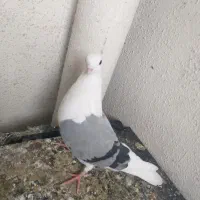 نر شو ابی تازه سر شرور