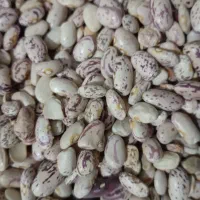 لوبیا چیتی درجه یک|عمدهفروشی|زاغه, |دیوار