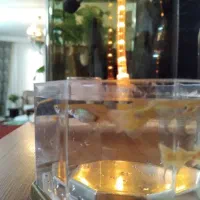 گوپی و پرت|ماهی|مشهد, نیروی هوایی|دیوار