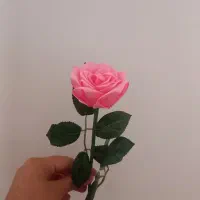 شاخه گل رز صورتی