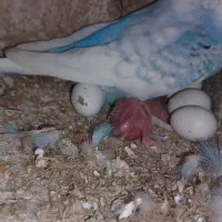 مرغ عشق مولدروی جوجه|پرنده|قائمشهر, |دیوار