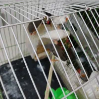 پرنده|پرنده|پردیس, فاز ۸|دیوار