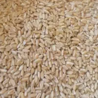 بذر گندم سم شده اماده کاشت