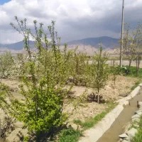فروش باغ ۲۰۰۰ متری حاشیه اتوبان نیشابور به مشهد