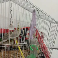 یک عدد عروس هلندی بفروش می رسد. اسم پیکو|پرنده|شفت, |دیوار