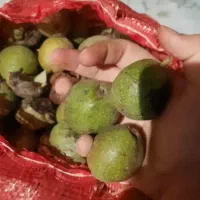 گردو|عمده‌فروشی|هرسین, |دیوار