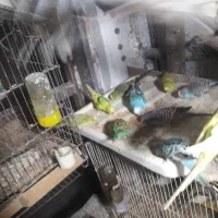 مرغ عشق عروس فنج|پرنده|خشکبیجار, |دیوار