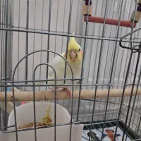 عروس هلندی لوتینو|پرنده|سبزوار, امیر کبیر|دیوار