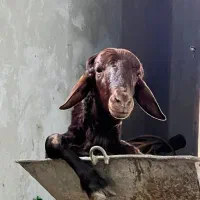 سلاخی وقصاب سیار