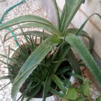 الورا پر پاجوش نسل دار و گلدون ارزان