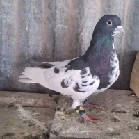 یک عدد شحری گلدار هوای