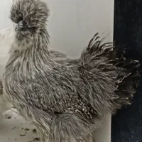 پرندگان وحیوانات مزرعه|حیوانات مزرعه|مشهد, فتح المبین|دیوار