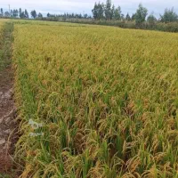 فروش شالی ندا بذری
