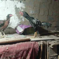 مرغ و خروس لاری|حیوانات مزرعه|سنندج, |دیوار