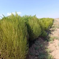 جارو شهرداری