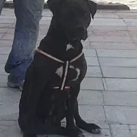 سگ ماده